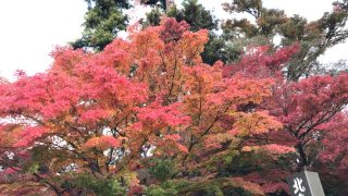 北鎌倉の円覚寺の紅葉の見頃はピーク過ぎたかも