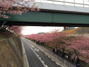 三浦海岸桜まつり 京急沿線