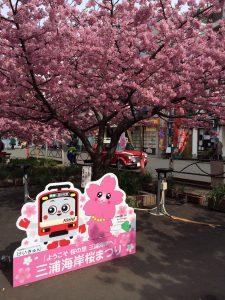 三浦海岸桜まつり 河津桜 見頃 看板