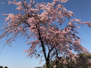 乾通り一般公開 桜